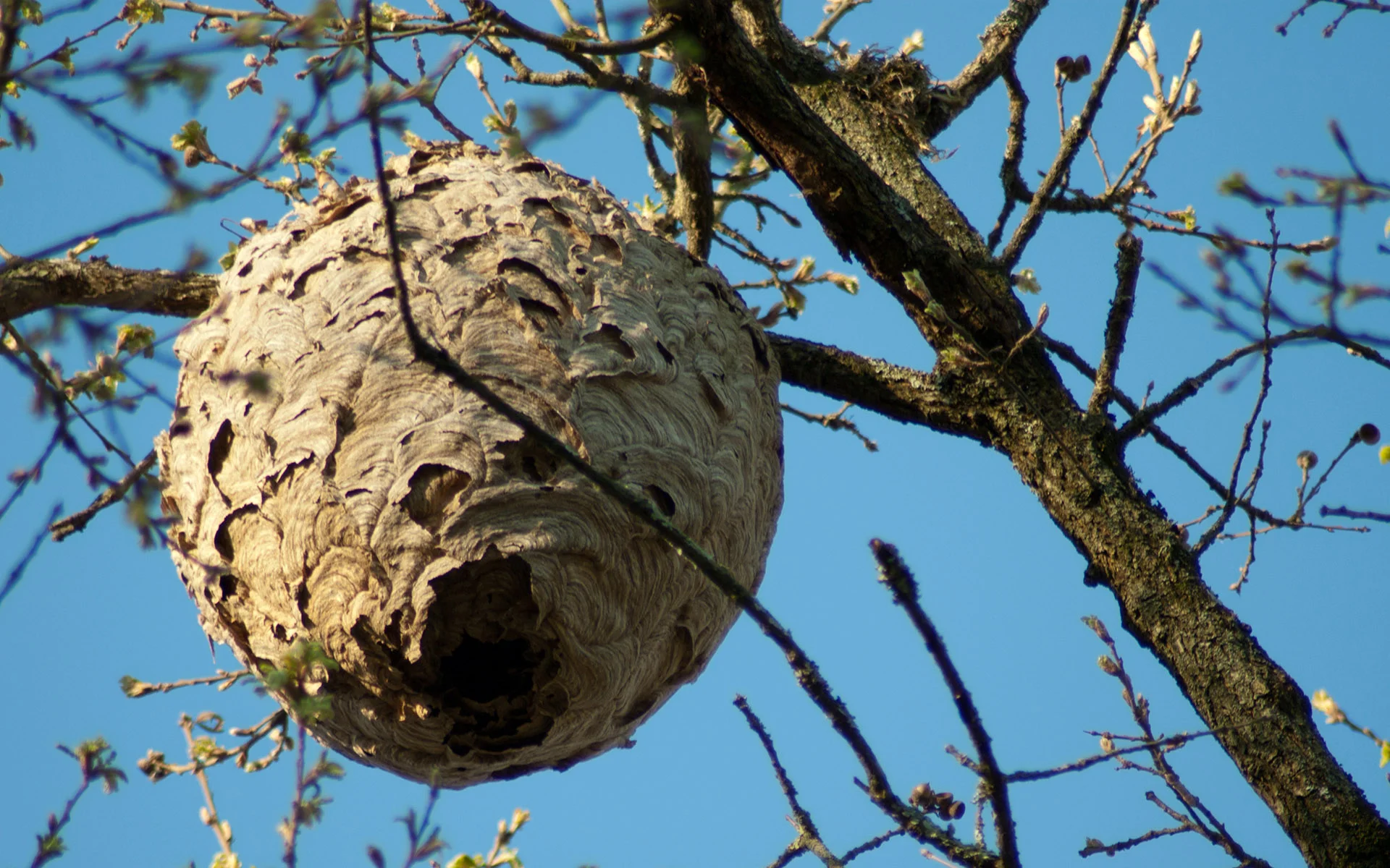 Nid de Frelon Asiatique